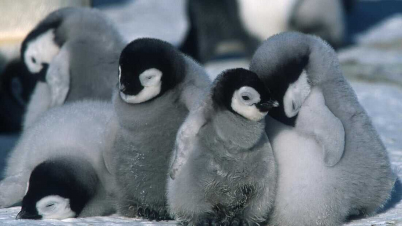   Penguenlerin Yürüyüşü (2005)