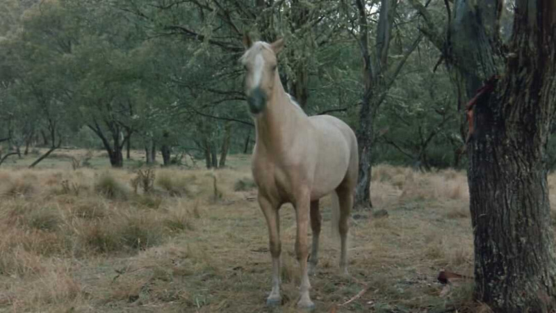  De zilveren Brumby (1993)