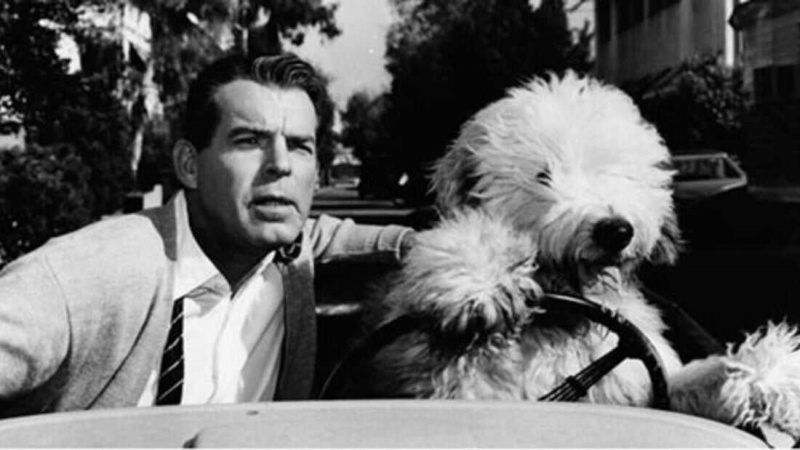   Câinele Shaggy (1959)