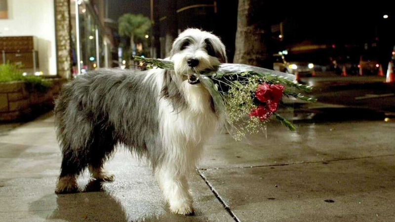   Câinele Shaggy (2006)