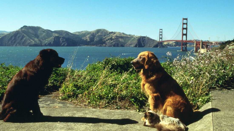   Homeward Bound II: Lost in San Francisco (1996)
