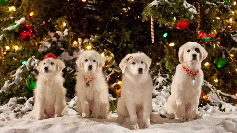   Santa Paws 2: The Santa Pups (2012)