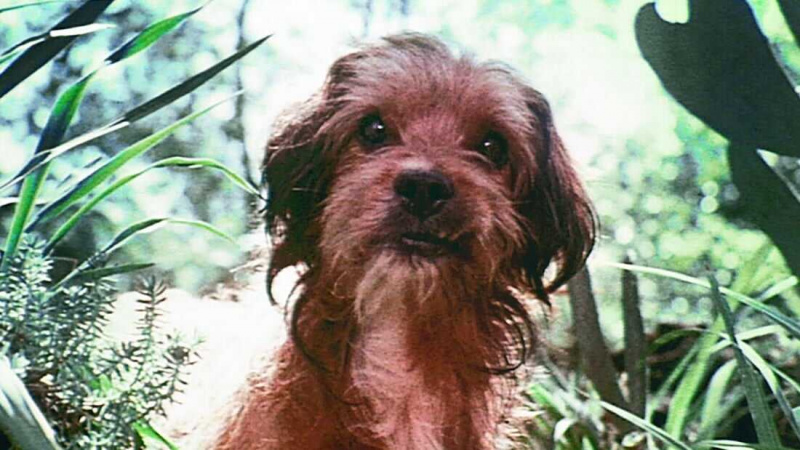   Benji (1974)