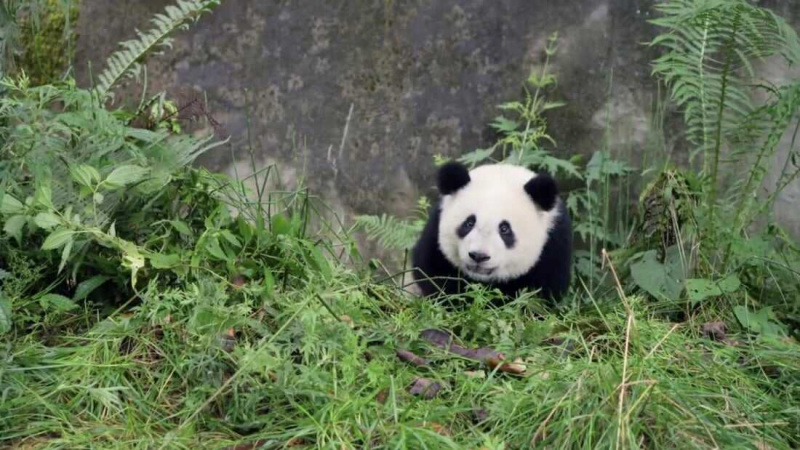   Pandas: A Jornada para Casa (2014)