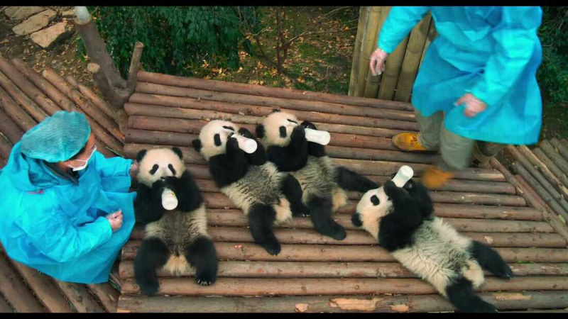   Pandas (2018)
