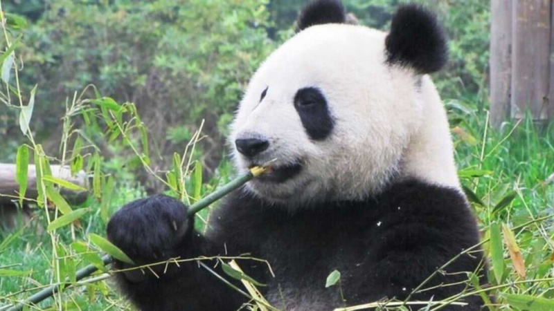   China: A Aventura do Panda (2001)