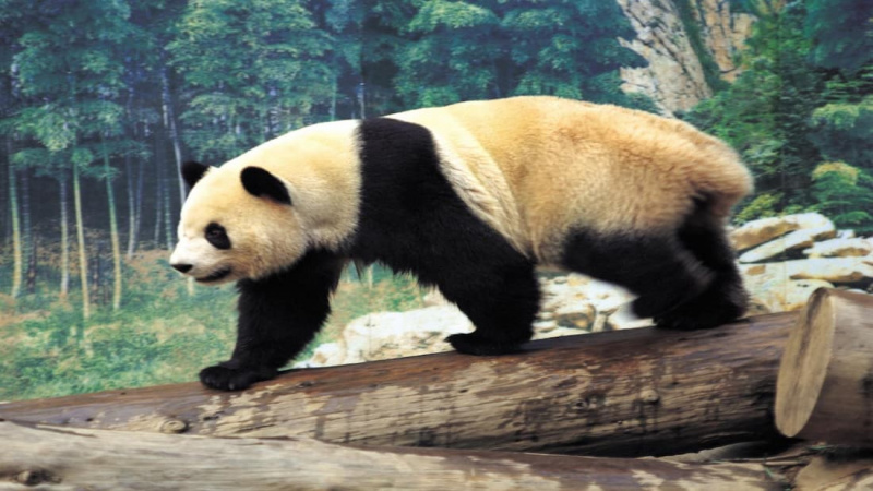   Segredos dos Pandas Selvagens (1995)