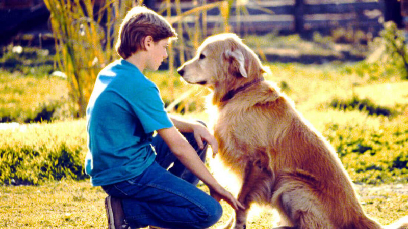   Homeward Bound: L'incroyable voyage (1993)