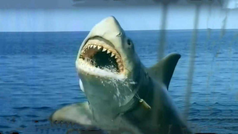   Jaws: The Revenge (1987)
