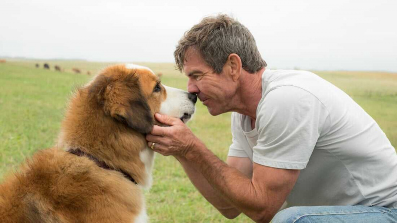   Un chien's Purpose (2017)