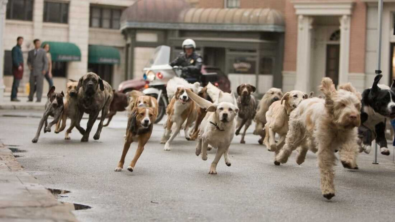   Hôtel pour chiens (2009)