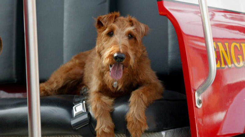   Chien de caserne de pompiers (2007)