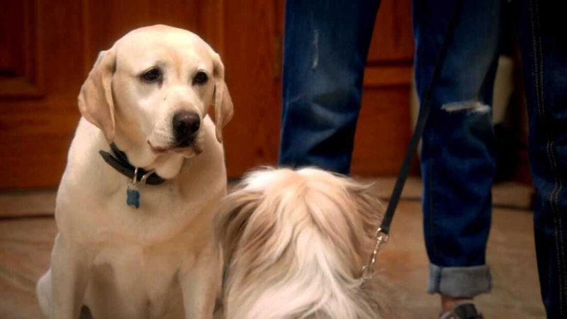   Is de hond die Pasen redde op Disney Plus?