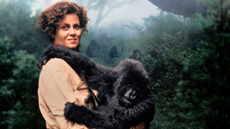   Gorilles dans la brume (1988)