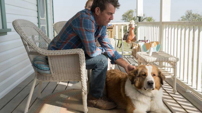   Pies's Journey (2019)