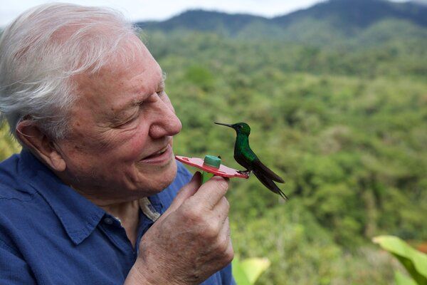 David Attenborough je viac prítomný v Life in Color, jeho novej sérii Netflix, než v mnohých svojich dokumentoch o prírode.