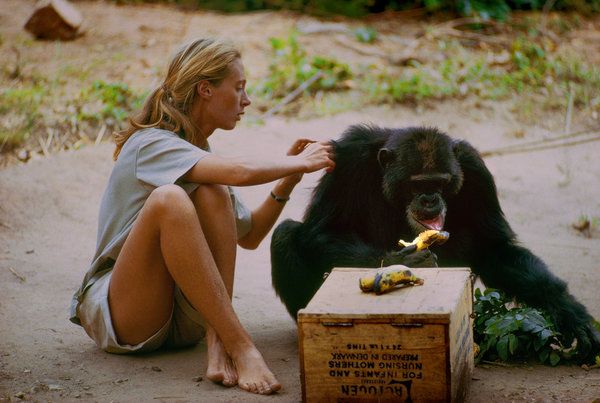 Jane Goodall zoals te zien in Jane, een documentaire geregisseerd door Brett Morgen.
