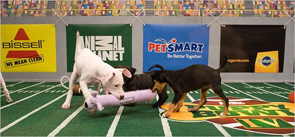 Играчи на решетката в Animal Planet?s ??Puppy Bowl IV.??
