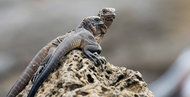 Filhotes de iguanas marinhas na ilha de Fernandina, nas Galápagos. Um desses lagartos é uma estrela do documentário Planet Earth II.