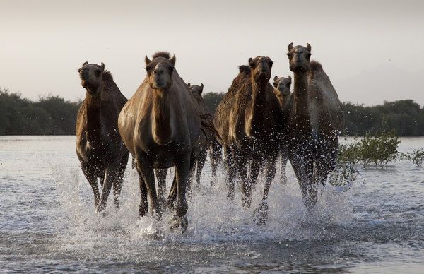 Les chameaux sont présentés sur Wild Arabia, une émission spéciale de deux heures sur Animal Planet.