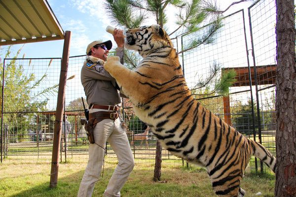 Joe Maldonado-Passage หรือที่รู้จักในชื่อ Joe Exotic ใน Tiger King การหลบหนีของ Netflix เกี่ยวกับสวนสัตว์ริมถนนของอเมริกาที่เลี้ยงแมวตัวใหญ่